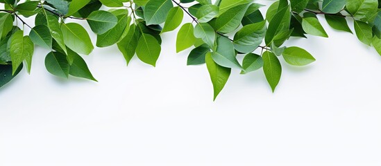 Wall Mural - green leaves against a white backdrop with copy space image available