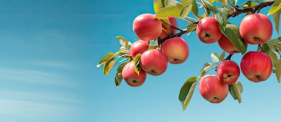 Sticker - Close up of many paradise apples on a blue sky background with a branch of blurred apples in the backdrop featuring a Chinese Apple fruit with a Malus prunifolia ideal for a copy space image