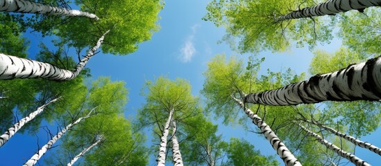 Wall Mural - A view upwards towards a birch grove during summer with a blue sky in the background perfect for a copy space image