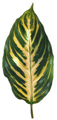 Wall Mural - Canna Leaf, single object, Di-Cut PNG style, ISOLATED transparent background