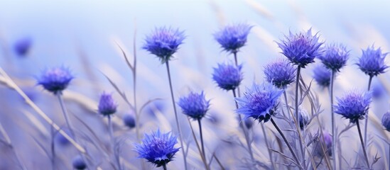 Poster - Blue knapweed flowers in a field of rye with copy space image