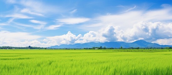 Wall Mural - Scenic view of a picturesque rice field with lush greenery under a bright blue sky with fluffy white clouds perfect as a copy space image