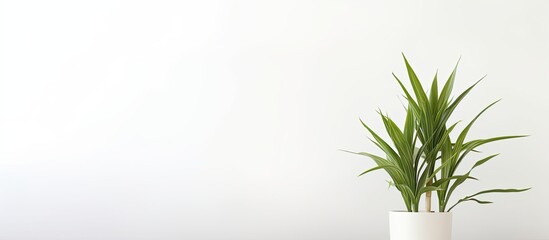 Poster - a potted dracaena plant with a white background for a copy space image