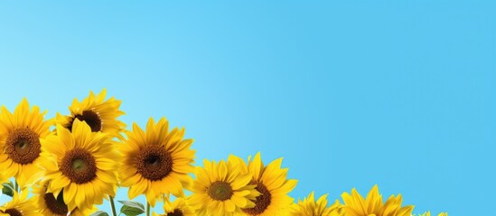 Canvas Print - sunflowers in a stunning aerial view against a blue backdrop with ample copy space image