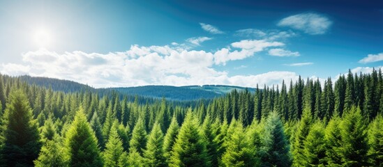 Wall Mural - Green spruce trees stand tall under the rays of the sun set against a stunning forest landscape with a vibrant blue sky all in a captivating copy space image