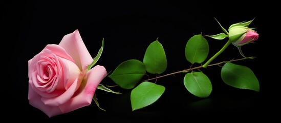 Wall Mural - Top view of a pink rose isolated with a small light green rose in the same frame creating an aesthetically pleasing copy space image