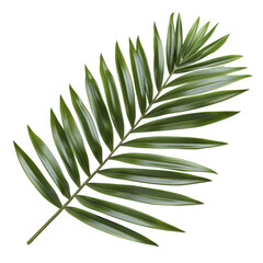 Wall Mural - Ravenea Palm Leaf, single object, Di-Cut PNG style, ISOLATED transparent background