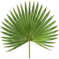 Wall Mural - Sabal Palm Leaf, single object, Di-Cut PNG style, ISOLATED transparent background