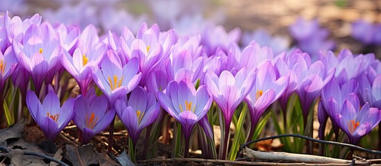 Colchicum Zephir blooming with beautiful violet flowers in autumn close up. Copy space image. Place for adding text and design