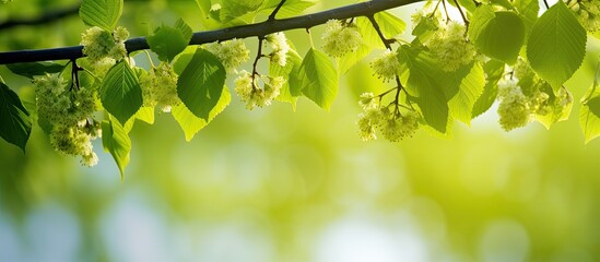 Sticker - Close up of a green linden tree with fresh young leaves and blossoms outdoors on a sunny spring day with copy space image