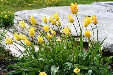 Wall Mural - Yellow tulips in the sunlight. A bush of yellow tulip flowers.