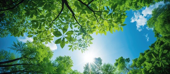 Wall Mural - View from below of lush green trees in a forest under a clear blue sky with sunlight streaming through the leaves creating a beautiful copy space image