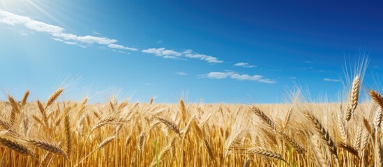 Wall Mural - Scenic view of ripe rye field under clear blue sky with copy space image