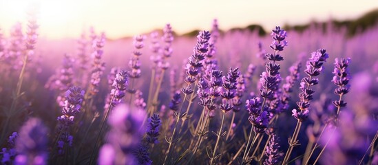 Canvas Print - Close up view of numerous lavender plants in bloom in a field with copy space image