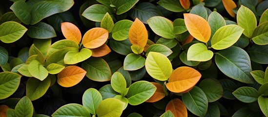 Wall Mural - A leafy background featuring yellow green and orange leaves of the Grewia asiatica plant also known as Phalsa or Falsa with copy space image