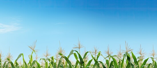 Wall Mural - Field of cornstalks under a clear blue sky with room for text or logos in the background in a copy space image