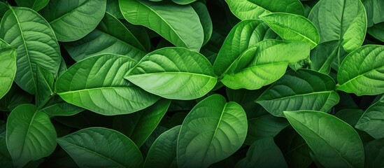 Poster - Abstract green leaves texture providing a nature background with detailed leaves close up suitable for copy space image