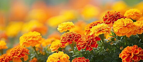 Canvas Print - Close up of blooming marigold flowers Tagetes in a summer garden featuring a soft focus effect with yellow and orange hues against a blurry background ideal for a copy space image