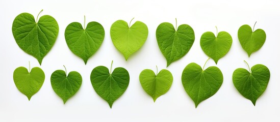 Poster - a green heart shaped leaf set against a white backdrop with a clipping path for easy editing suitabl