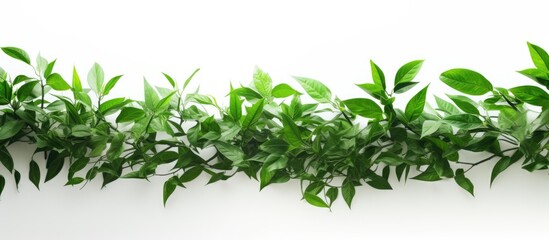 Wall Mural - Green foliage against a blank white backdrop leaving room for a copy space image