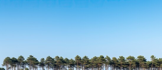Wall Mural - Scenic view of pine trees against a clear blue sky ideal for a copy space image
