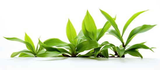 Poster - Tropical plant with a green orchid leaf set on a white background with copy space image available