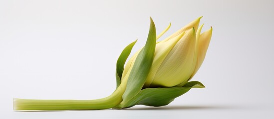 Wall Mural - A lotus bud displayed against a white backdrop with room for adding images. Copy space image. Place for adding text and design