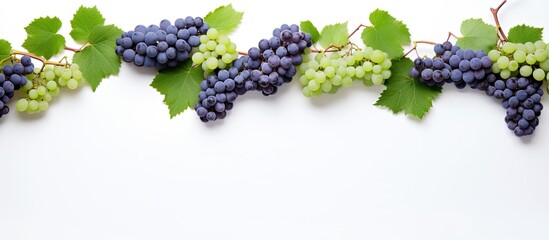 Poster - A frame of green and blue grape clusters on white backdrop creating an organic product copy space image