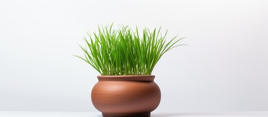 Canvas Print - Green grass in a brown pot with a white background ideal for a copy space image