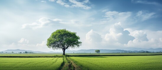 Sticker - A scenic landscape featuring a paddy field with a large tree ideal for a copy space image