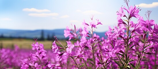 Sticker - The Purple Fireweed scientifically known as Chamaenerion angustifolium is a strikingly tall wildflower with showy blooms classified as a perennial herbaceous plant seen in a copy space image