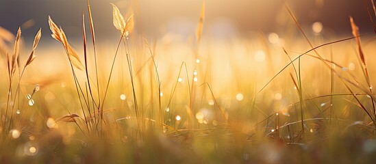 Autumn grass during the rain on the forest meadow at sunset Macro image Beautiful autumn nature background. Copy space image. Place for adding text and design
