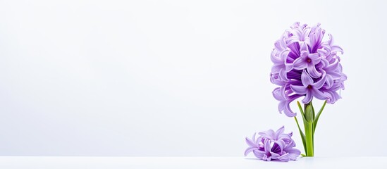 A vibrant purple hyacinth flower bloomed in front of a bright white background ideal as a screensaver with copy space image