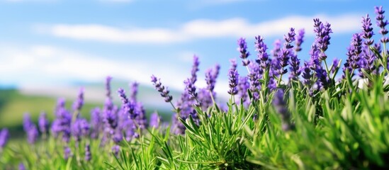 Canvas Print - Lavender bushes with a sunny green backdrop providing a copy space image