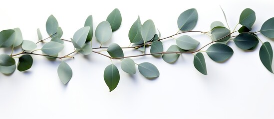 Poster - Branches of eucalyptus creating a textured pattern on a white background in a flat lay top view with copy space image