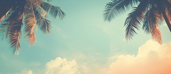 Vintage background with a retro toned poster featuring coconut palm tree foliage against a sky backdrop providing a serene copy space image