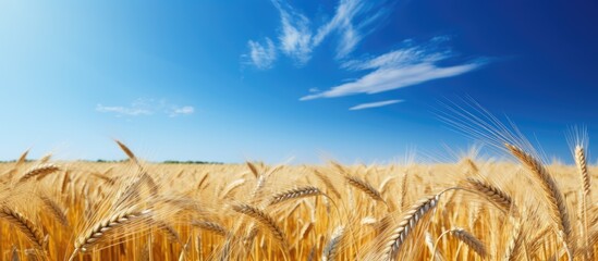 Poster - Sunny day over a wheat field set against a backdrop of clear blue sky with copy space image available