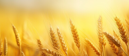 Wall Mural - Mature wheat ears in a vast yellow field with copy space image