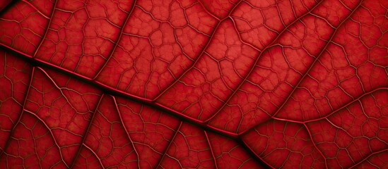 Wall Mural - View from below showing a detailed red leaf vein with copy space image