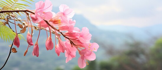 Wall Mural - A lovely pink shower flower in bloom with a copy space image of a Cassia bakeriana Craib tree in a natural setting