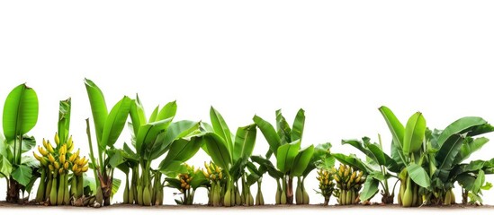 Sticker - collection of banana trees isolated on white background for garden design with copy space image econ