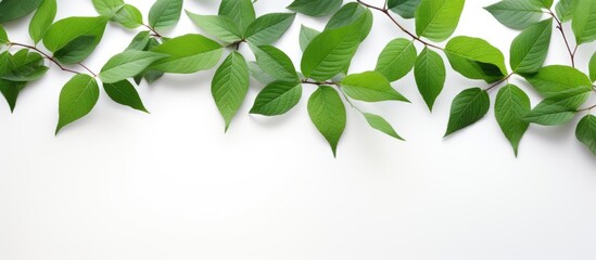 Wall Mural - green leaves against a white backdrop with copy space image available