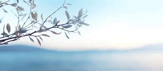Sticker - blurry sea background with soft focused branch and gentle light on top ideal for a copy space image