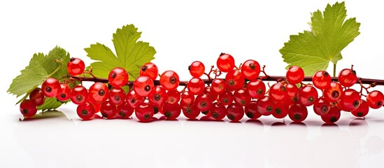 Poster - Red currant berries on a white backdrop emphasizing the copy space image