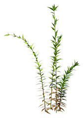 Sticker - 3D Rendering Goldenrod Plants on White