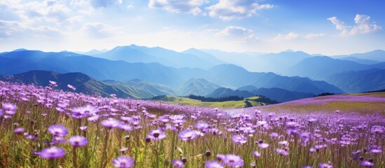 Poster - Scenic landscape with purple wildflowers in a meadow beneath a blue cloudy sky against a mountain backdrop with copy space image