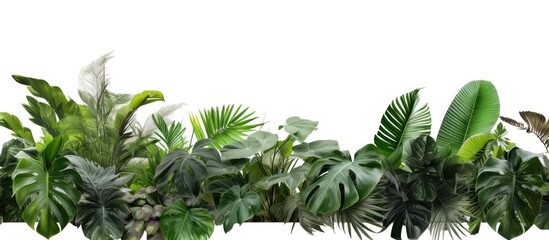 Sticker - tropical trees with lush green foliage arranged on a white backdrop for a copy space image