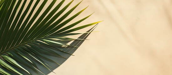 Wall Mural - Top view of a green tropical leaf shadow on sandy background depicting a minimalist summer theme with a palm tree leaf for a creative copy space image