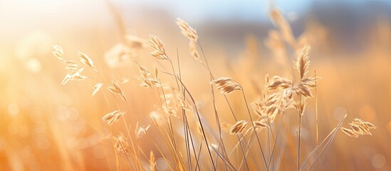 Canvas Print - During daylight a focused image captures Eragrostis Spectabilis grass with a blurred background perfect for a copy space image