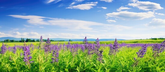 Green field on a sunny summer day with a vast expanse of Purple Salvia flowers ideal for a copy space image